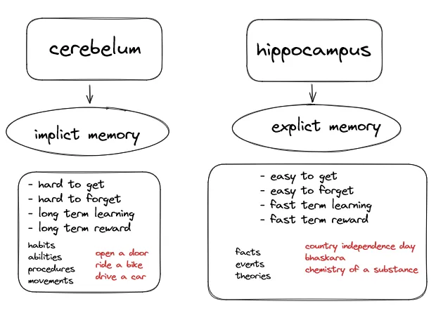 cerebelum-hippocampus